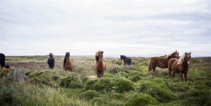 Reykjavik