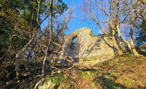 Tolfaccia