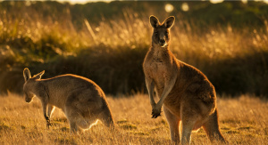 1° giorno - Italia – Melbourne