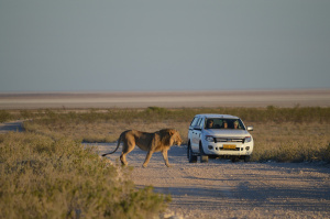 Italia - Windhoek