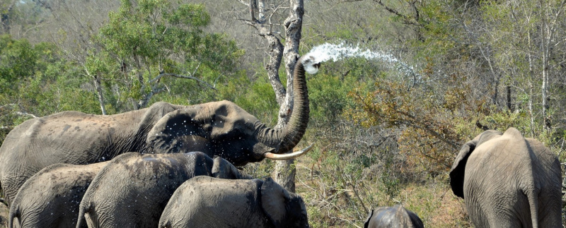 tour operator elefante viaggi