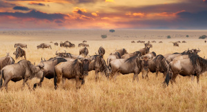 1° giorno,Italia - Kilimanjaro