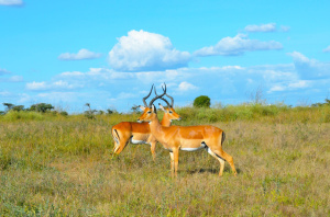 1° giorno, Italia - Mombasa