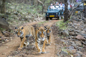 1° giorno, Delhi – Sawai Madhopur – Ranthambore ( in treno 07:10-11:33)