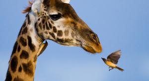 MADIKWE GAME RESERVE