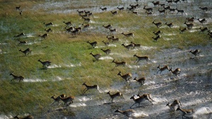   Delta dell’Okavango
