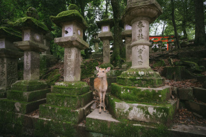 1° giorno, Italia - Tokyo