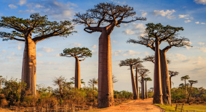 1° giorno, Italia – Addis Abeba - Antananarivo