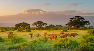 1° giorno,	Italia - Kilimanjaro