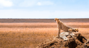 1° giorno,	Italia - Kilimanjaro