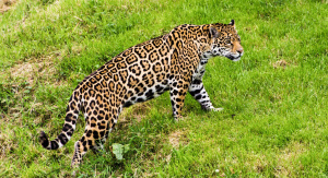 1° giorno, Italia - Asunción