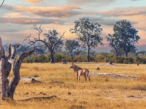 1° giorno, Italia – Victoria Falls
