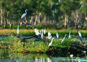 Cairns