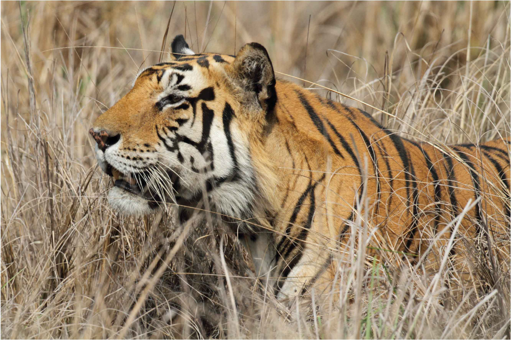 India, inseguendo la tigre 