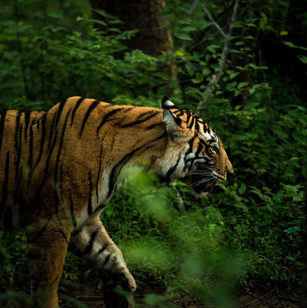 India, inseguendo la tigre 